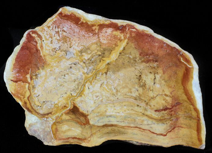 Polished Noondine Chert (Stromatolite) Slab - Billion Years #63294